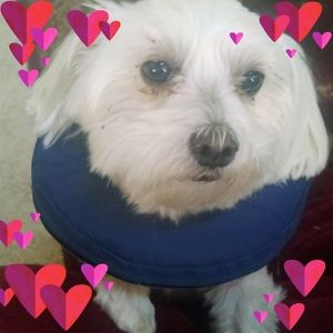 Meet your Posher, Bee